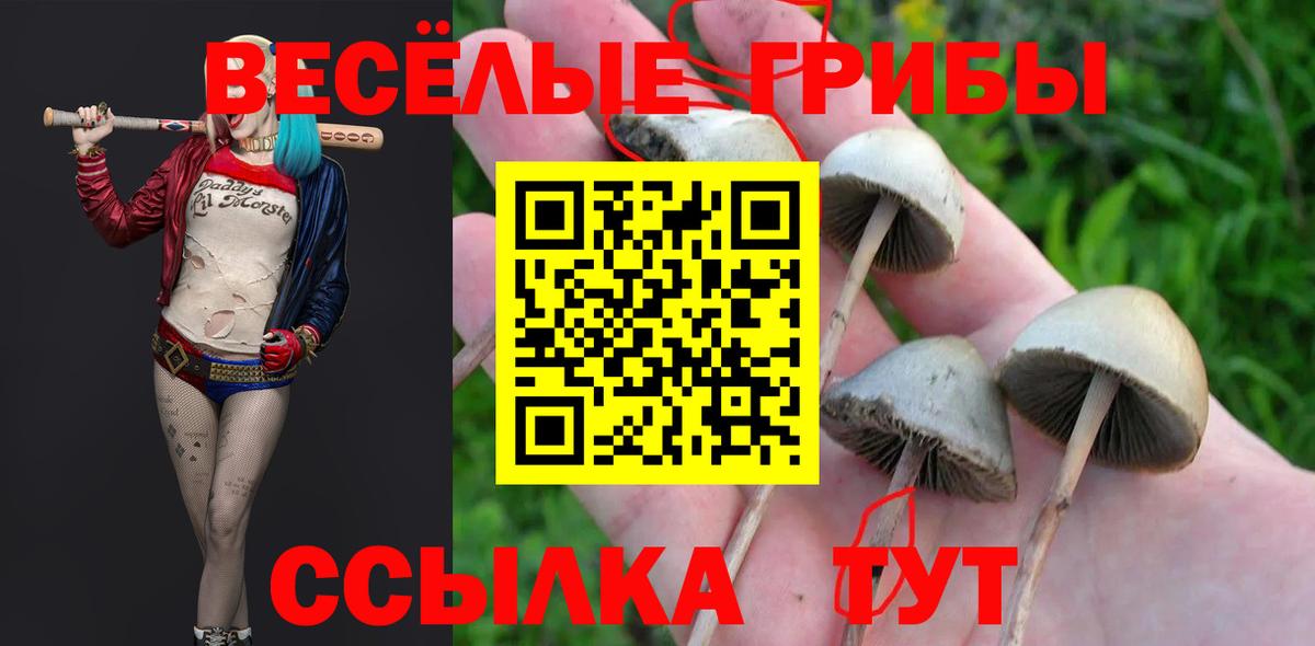 Псилоцибиновые грибы GOLDEN TEACHER Томск